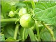 green cherry tomato
