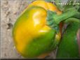 green orange bell pepper