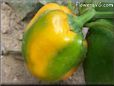 green orange bell pepper