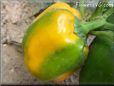 green orange bell pepper
