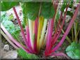  swiss chard stalk