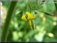 tomato flower