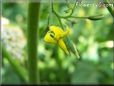 tomato flower