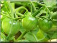 green cherry tomato