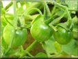 green cherry tomato