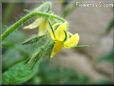 tomato flower