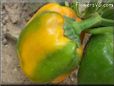 green orange bell pepper