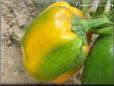 green orange bell pepper