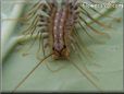house centipede