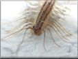 house centipede