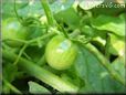 green cherry tomato