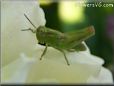 green grasshopper