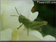 green grasshopper