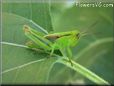 green grasshopper