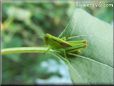 green grasshopper