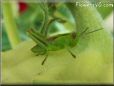 green grasshopper