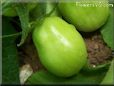 green roma tomato