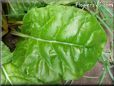  swiss chard stalk leaf