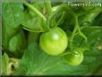 green cherry tomato