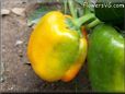 green orange bell pepper