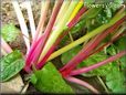  swiss chard stalk