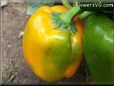 green orange bell pepper