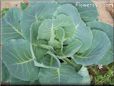 cabbage plant