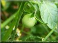 green cherry tomato