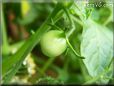 green cherry tomato