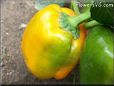 green orange bell pepper