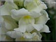 white snapdragon flower