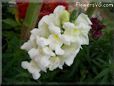 white snapdragon flower