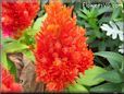 celosia flower