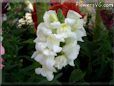 white snapdragon flower