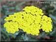 yellow yarrow flower