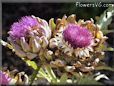 purple artichoke flower