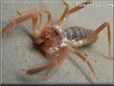 camelspider sun scorpion