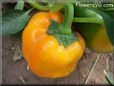 orange bell pepper
