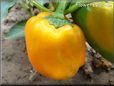orange bell pepper