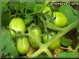 green roma tomato