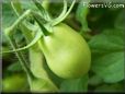 green roma tomato