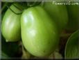 green roma tomato