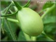 green roma tomato