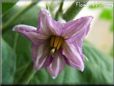 Eggplant flower blossom pictures