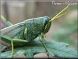 grasshopper picture