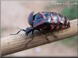 black red blister beetle