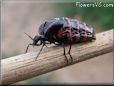 black red blister beetle