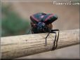 black red blister beetle