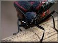 black red blister beetle