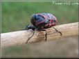 black red blister beetle